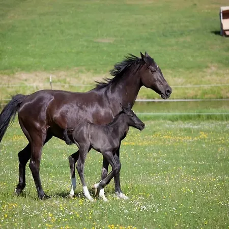 Mit Aussensauna In Casa vacanze *
