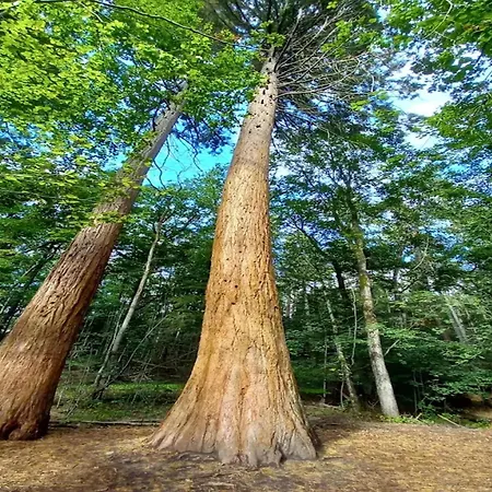 Mit Aussensauna In * Wendorf (Kuhlen-Wendorf)